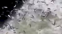 VIDEO: Fenomena Upwelling, Ribuan Ikan Berlompatan ke Pesisir Pantai di Pulau Bidadari