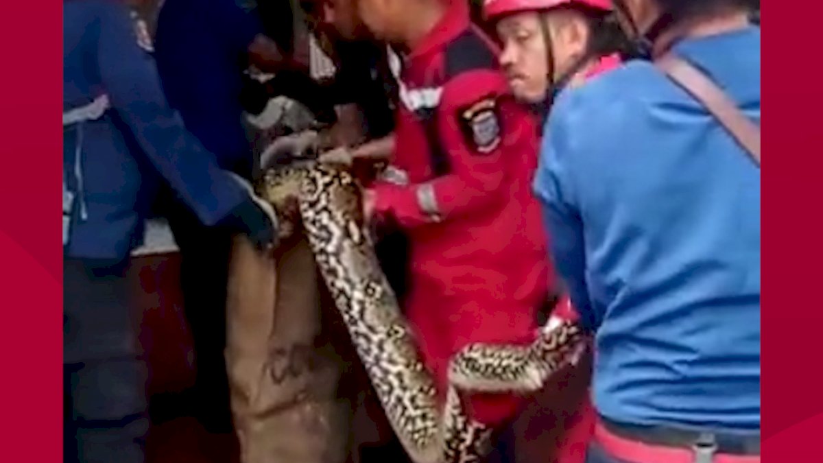 VIDEO:  Detik-detik Damkar Makassar Evakuasi Ular Piton 6 Meter di Plafon Warga