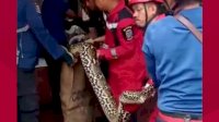 VIDEO: Detik-detik Damkar Makassar Evakuasi Ular Piton 6 Meter di Plafon Warga