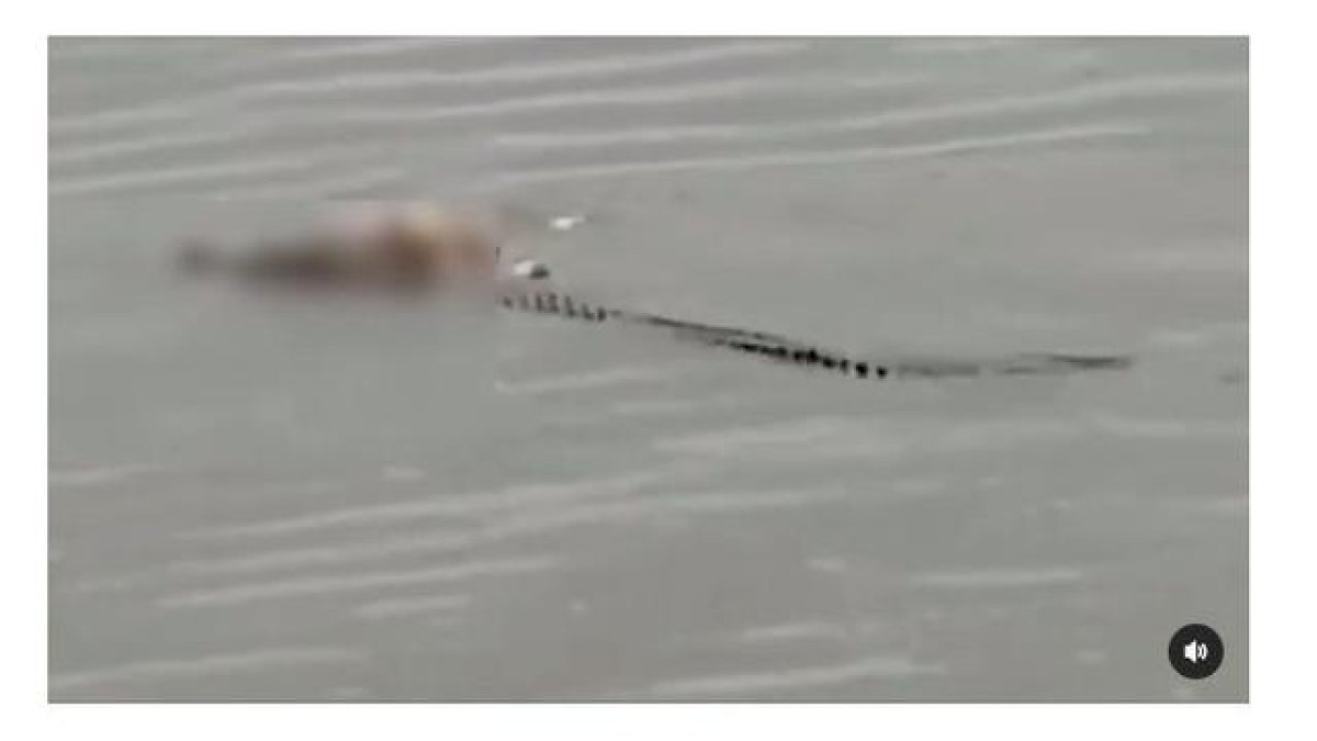 Langka, Buaya ‘Antar’ Jasad Bayi ke Tepi Sungai Viral