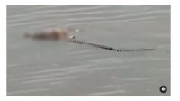 Langka, Buaya ‘Antar’ Jasad Bayi ke Tepi Sungai Viral