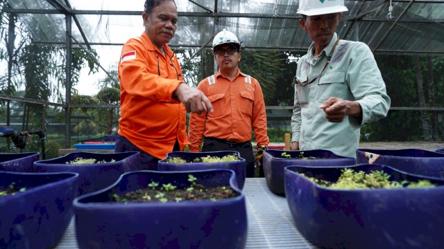 Nursery PT Vale sebagai tempat pembibitan berbagai jenis pohon untuk reklamasi lahan bekas tambang (dokumen: istimewa)
