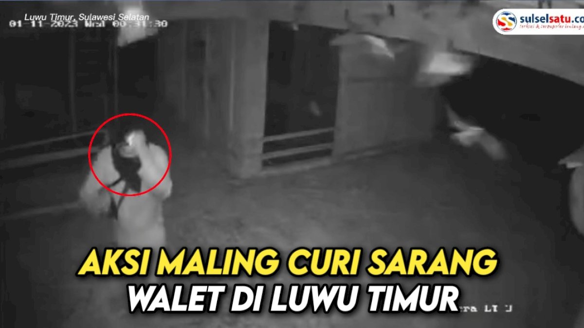 VIDEO: Aksi Maling Curi Sarang Walet di Luwu Timur, Pemilik Janjikan Rp10 Juta Bagi Temukan Pelaku