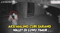 VIDEO: Aksi Maling Curi Sarang Walet di Luwu Timur, Pemilik Janjikan Rp10 Juta Bagi Temukan Pelaku