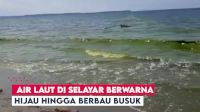 VIDEO: Heboh, Fenomena Air Laut di Selayar Berwarna Hijau Disertai Bau Busuk