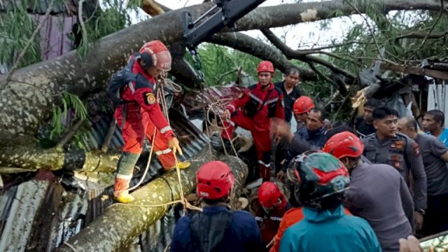 Pohon tumbang di Makassar akibat anging puting beliung (dokumen: istimewa)