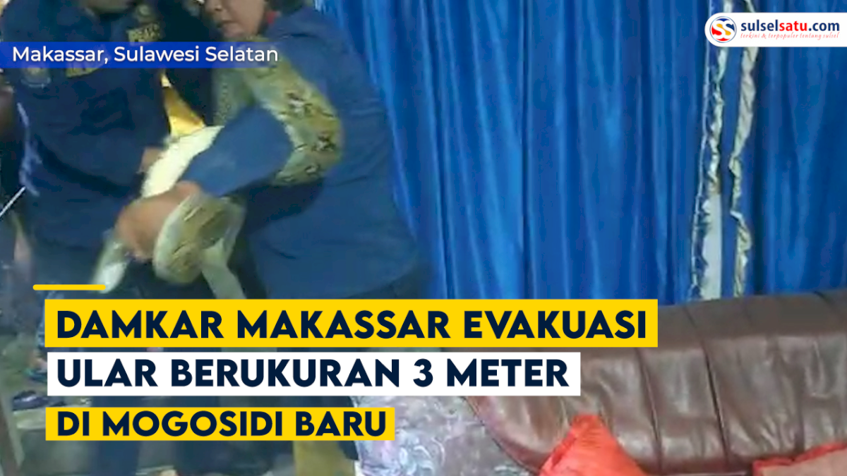 VIDEO: Damkar Makassar Evakuasi Ular Berukuran 3 Meter di Mogosidi Baru