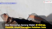 VIDEO: Aksi Pencurian Sarang Walet di Sidrap, Pemilik Alami Kerugian Puluhan Juta