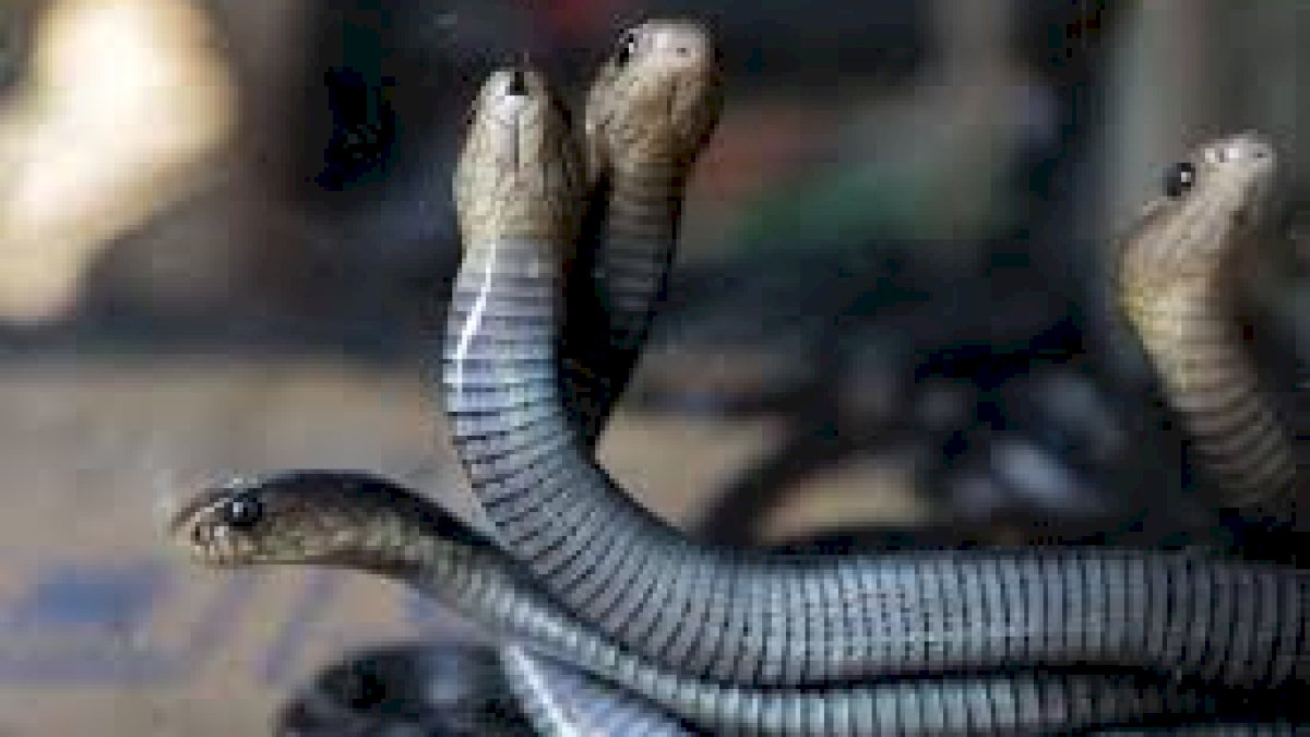 Ngeri, Rumah Mantan Gubernur Banten Dilempari Sekarung Ular Kobra oleh OTK