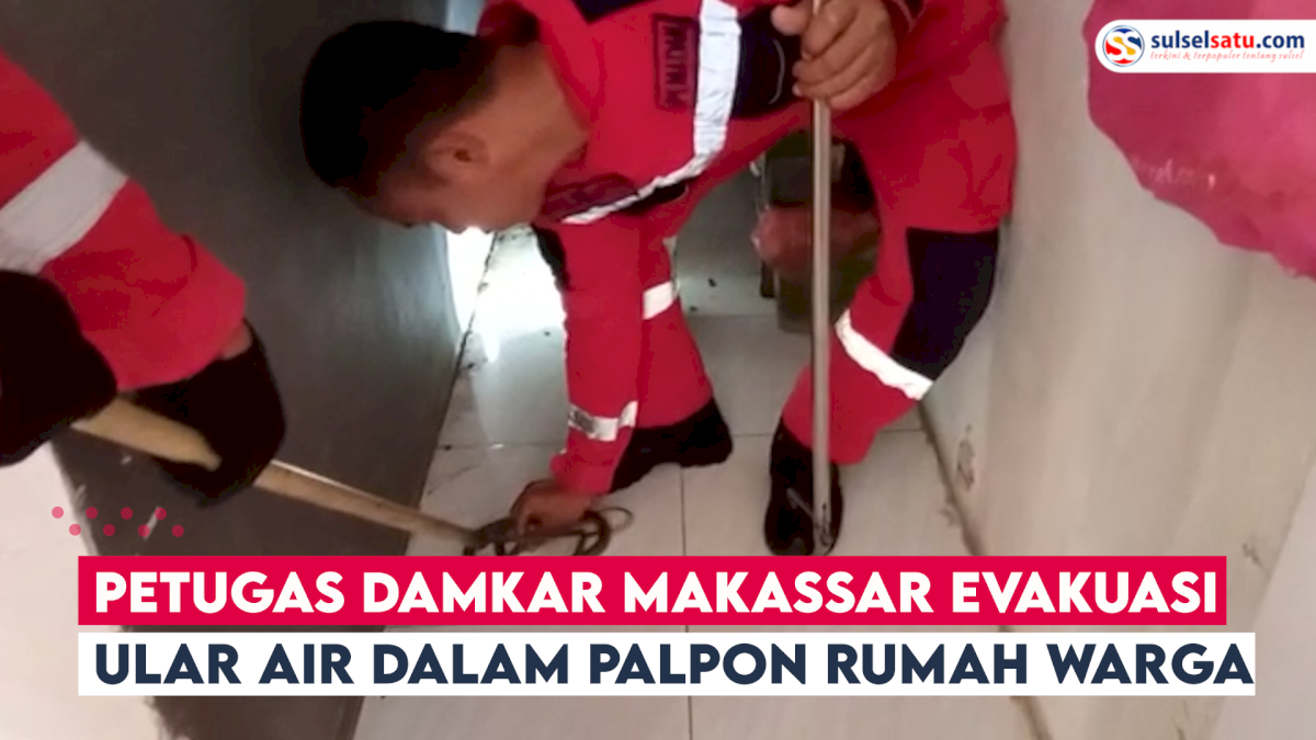 VIDEO: Damkar Makassar Evakuasi Ular Air di Atap Plafon Rumah Warga