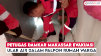 VIDEO: Damkar Makassar Evakuasi Ular Air di Atap Plafon Rumah Warga