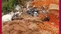 VIDEO: Viral, Petani Buang Tomat Puluhan Kilogram Lantaran Harga Tomat Anjlok