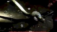 VIDEO: Damkar Makassar Evakuasi Ular Berukuran 3 Meter di Rappokalling