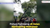 VIDEO: Hujan Deras dan Angin Kencang Akibatkan Pohon Tumbang di Jalan Hertasning Makassar