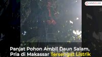 VIDEO: Panjat Pohon Ambil Daun Salam, Pria di Makassar Tersengat Listrik