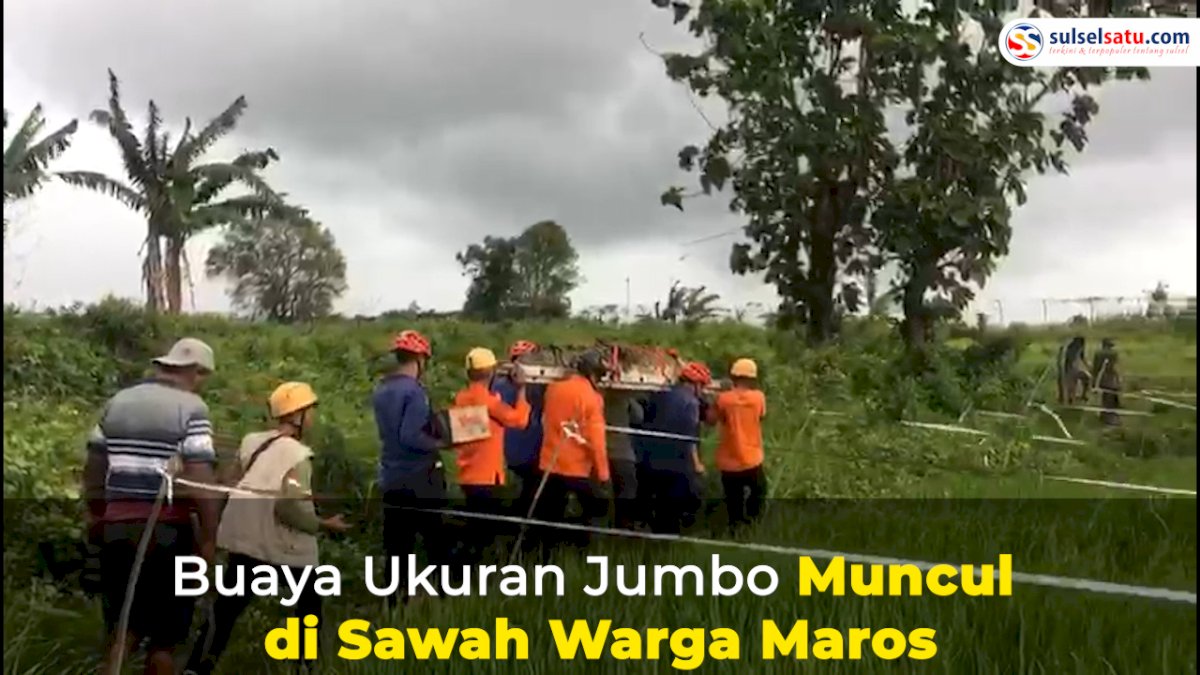 VIDEO: Viral, Buaya Ukuran Jumbo Muncul di Sawah Warga Maros
