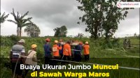 VIDEO: Viral, Buaya Ukuran Jumbo Muncul di Sawah Warga Maros
