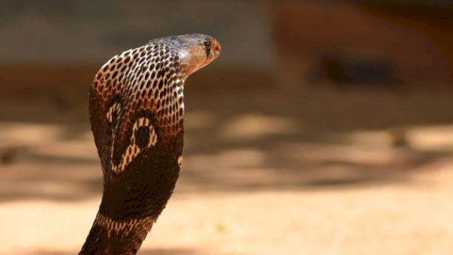 King Kobra. (Foto: iStock)