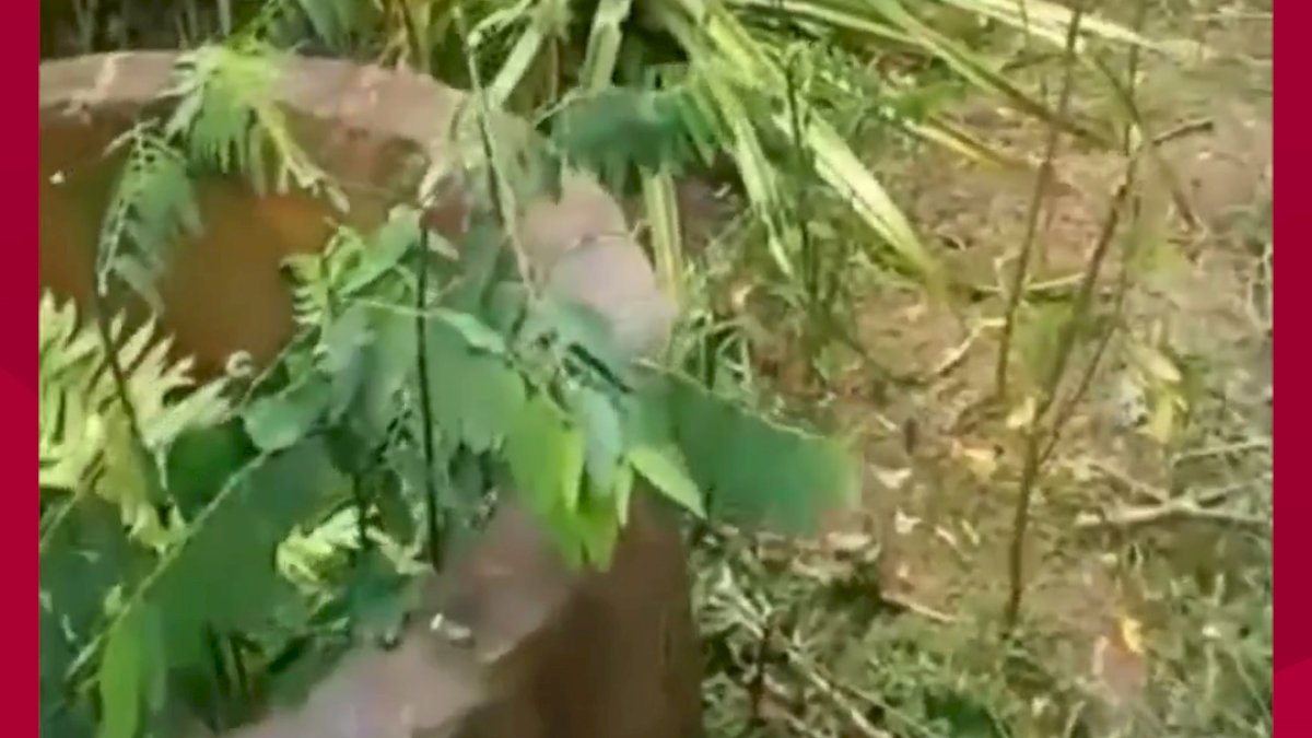 VIDEO: Nanas Unik, Punya 13 Buah dalam Satu Pohon