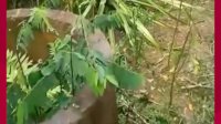 VIDEO: Nanas Unik, Punya 13 Buah dalam Satu Pohon