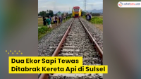 VIDEO: Dua Ekor Sapi Tewas Ditabrak Kereta Api di Sulsel