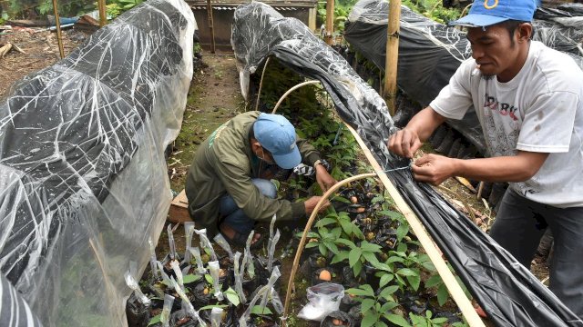 Pembibitan benih alpukat varietas unggul di YHK (dokumen: istimewa)