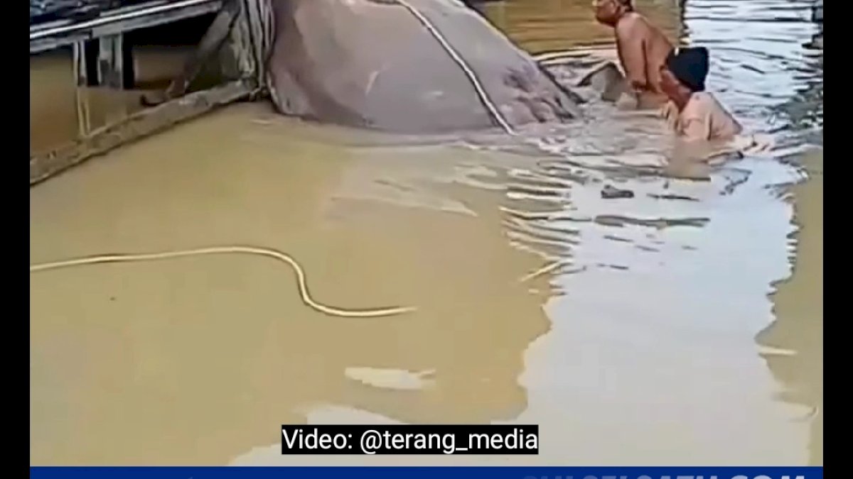 VIDEO: Ikan Pari Berukuran Jumbo Ditemukan di Batulicin, Hebohkan Warga