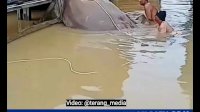 VIDEO: Ikan Pari Berukuran Jumbo Ditemukan di Batulicin, Hebohkan Warga