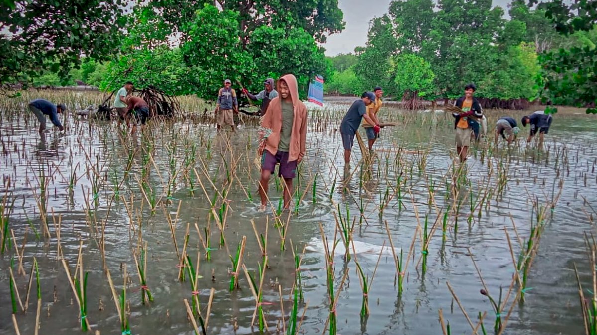 DKP Sulsel Target 154 Ribu Batang Mangrove di Wilayah Bosowasi