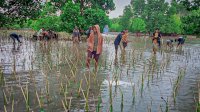 DKP Sulsel Target 154 Ribu Batang Mangrove di Wilayah Bosowasi