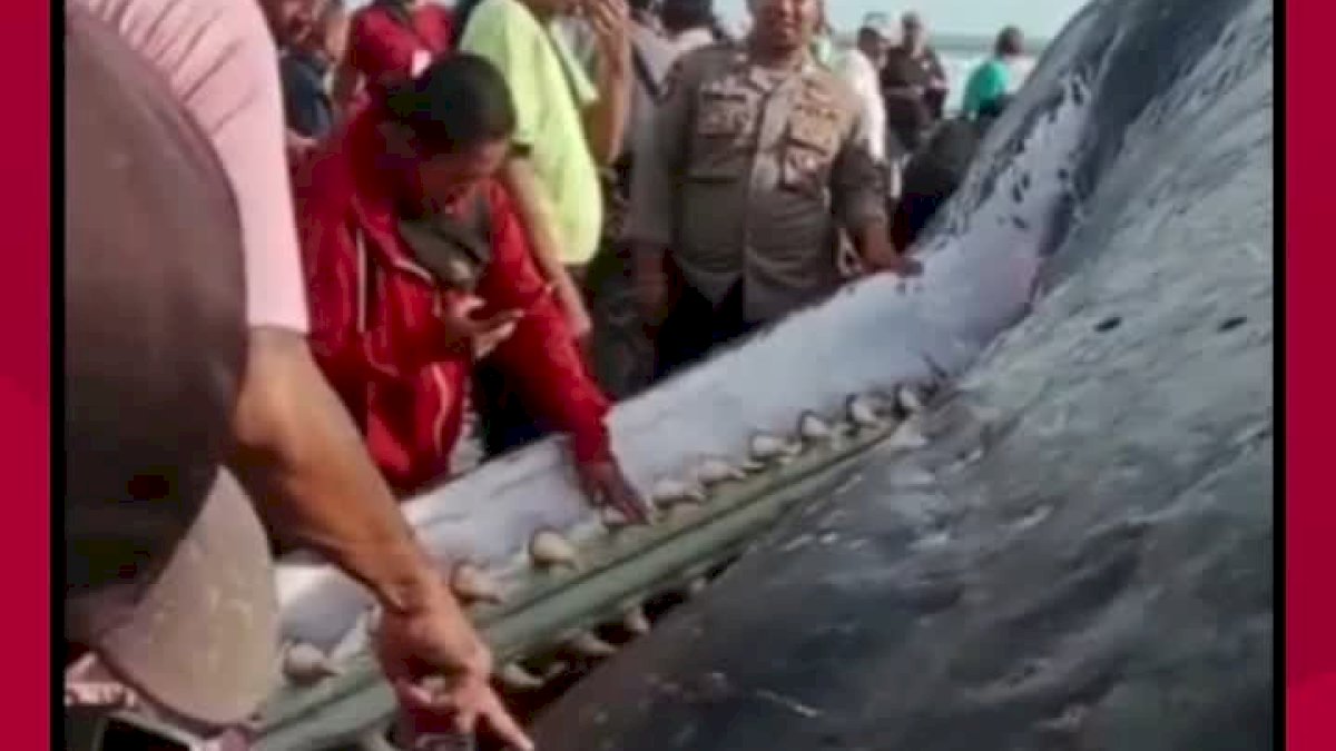 VIDEO: Seekor Paus Sperma Berukuran Raksasa Ditemukan Terdampar di Pantai Yeh Leh