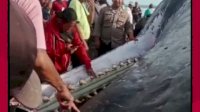 VIDEO: Seekor Paus Sperma Berukuran Raksasa Ditemukan Terdampar di Pantai Yeh Leh
