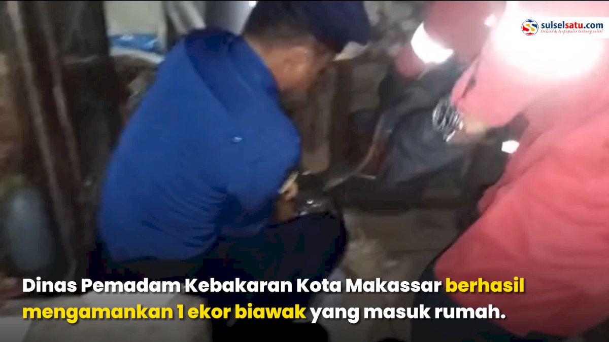 VIDEO: 9 Personil Damkar Makassar Diterjunkan Amankan BIawak yang Masuk Rumah