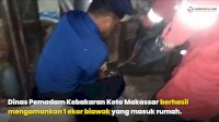 VIDEO: 9 Personil Damkar Makassar Diterjunkan Amankan BIawak yang Masuk Rumah