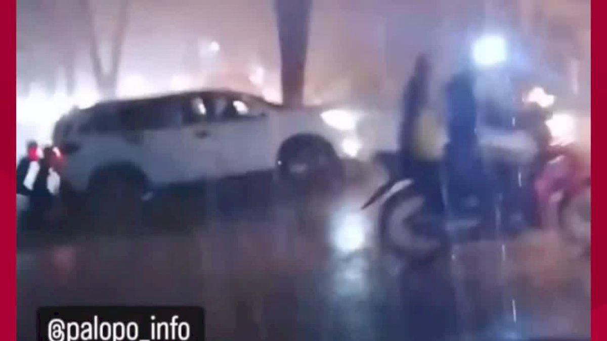 VIDEO: Pohon Tumbang di Palopo, Akses Jalan Trans Sulawesi Macet Total