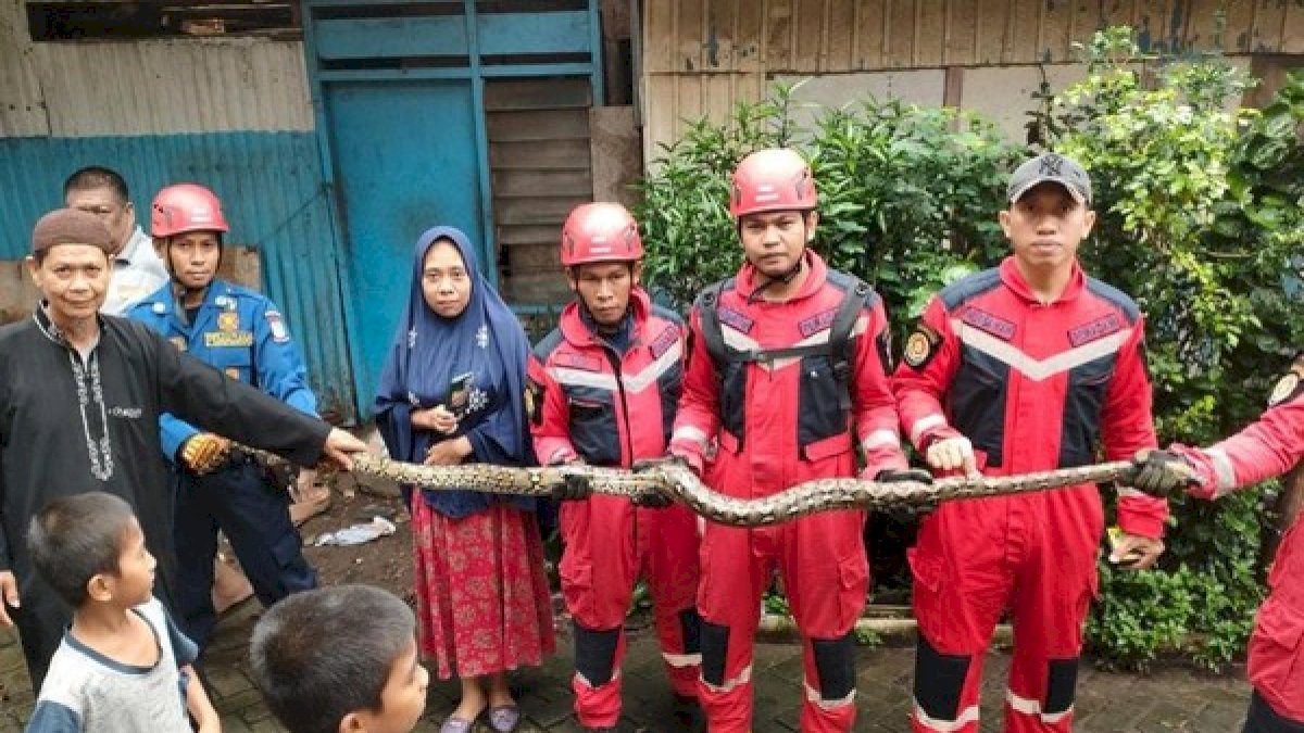 Damkar Makassar Amankan 68 Ekor Ular Sanca Berkeliaran di Permukiman Warga