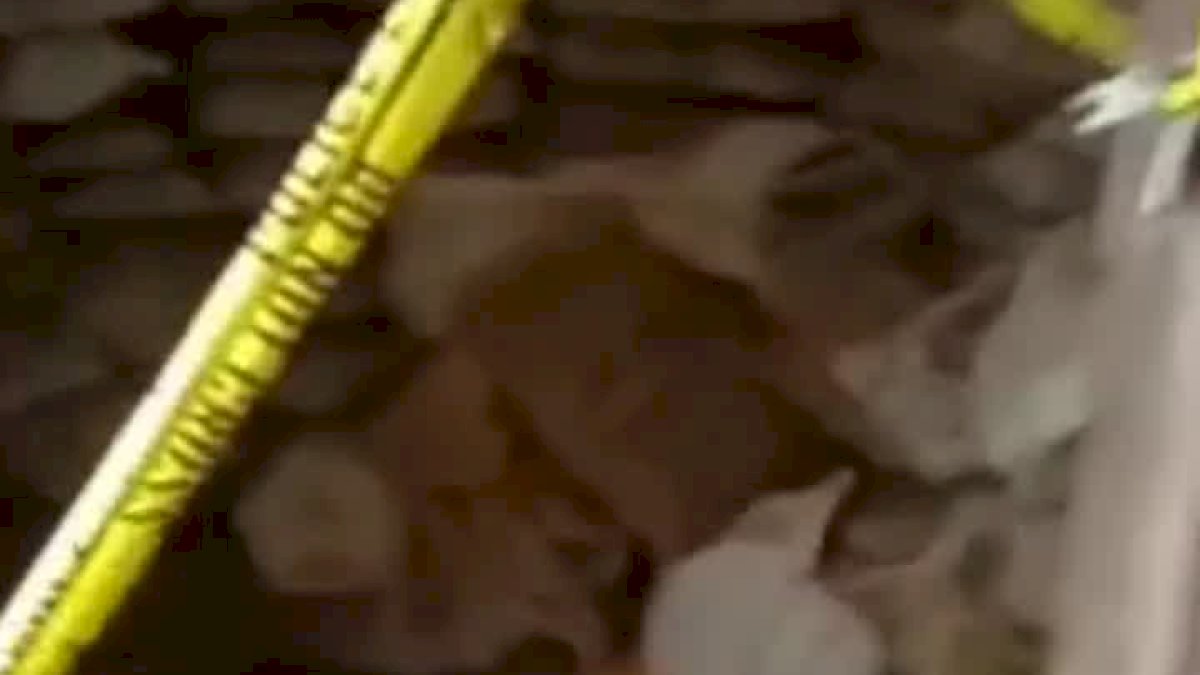 VIDEO: Viral, Penemuan Biji Nikel di Dalam Sebuah Kamar Kost di Morosi