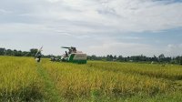 Hasil Terus Meningkat, Petani Binaan PT Vale di Desa Ululere Kembali Panen Padi Organik Musim Ketiga