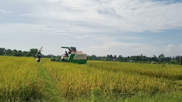 Petani organik PT Vale kembali panen padi SRI Organik di musim ketiga (dokumen: istimewa)