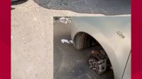 VIDEO: Ban Mobil Hilang Dicuri di Depan Kampus UIT di Kota Makassar