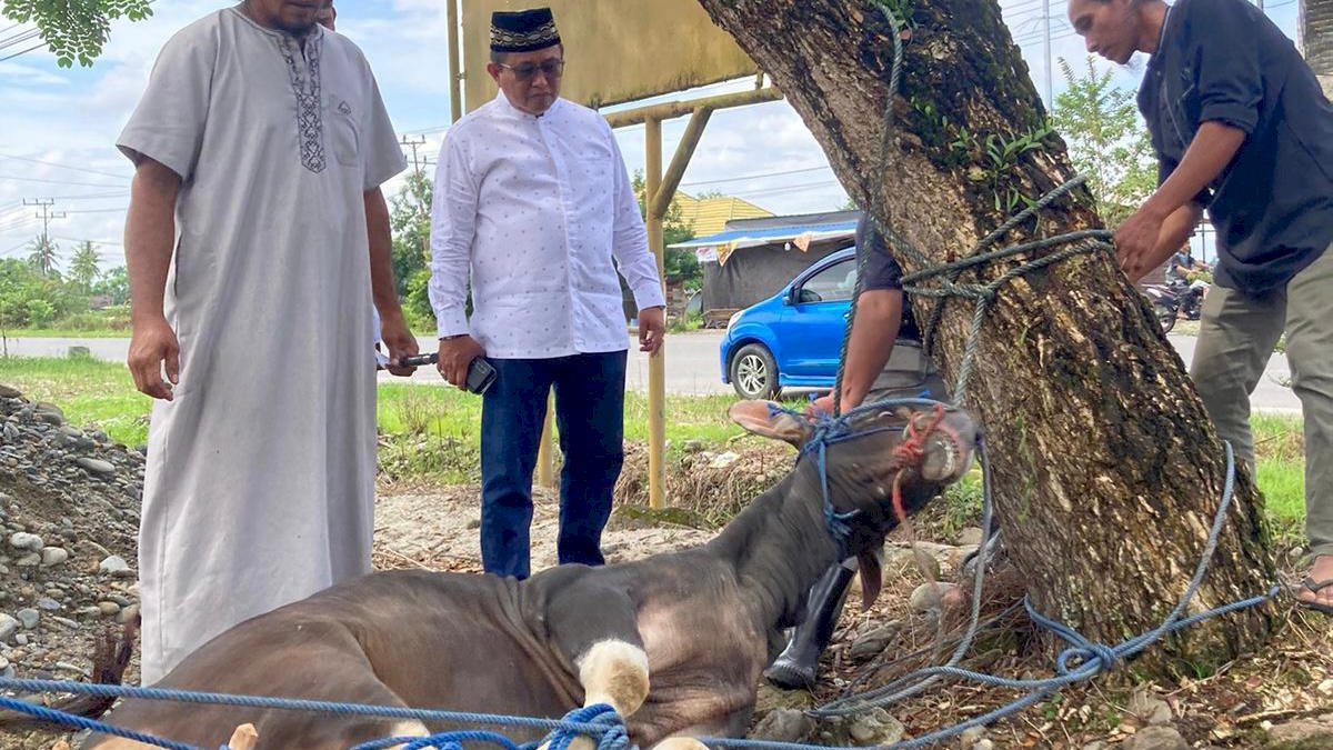 Muhammad Fauzi Kurban 7 Ekor Sapi di Luwu Utara