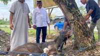Muhammad Fauzi Kurban 7 Ekor Sapi di Luwu Utara
