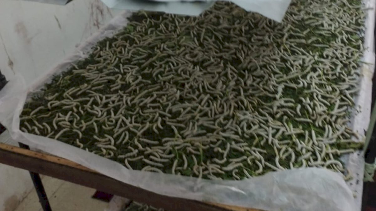 Produksi Kokon di Wajo 125 Kg Per 21 Hari dan Semakin Bertambah