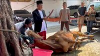 Intip Gaya Unik Bacaleg PDIP Dapil Sulsel 2 Syamsu Alam Sembelih Sapi Kurban