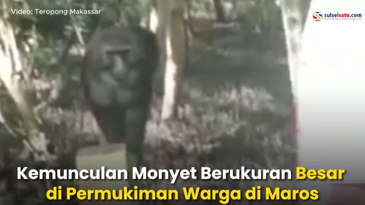 VIDEO: Kemunculan Monyet Berukuran Besar di Permukiman Warga di Maros