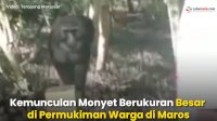 VIDEO: Kemunculan Monyet Berukuran Besar di Permukiman Warga di Maros