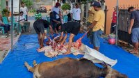 Peringati Idul Adha 1444 H, Masjid Al Ikhlas di Kompleks Prima Griya Sembelih 6 Ekor Sapi