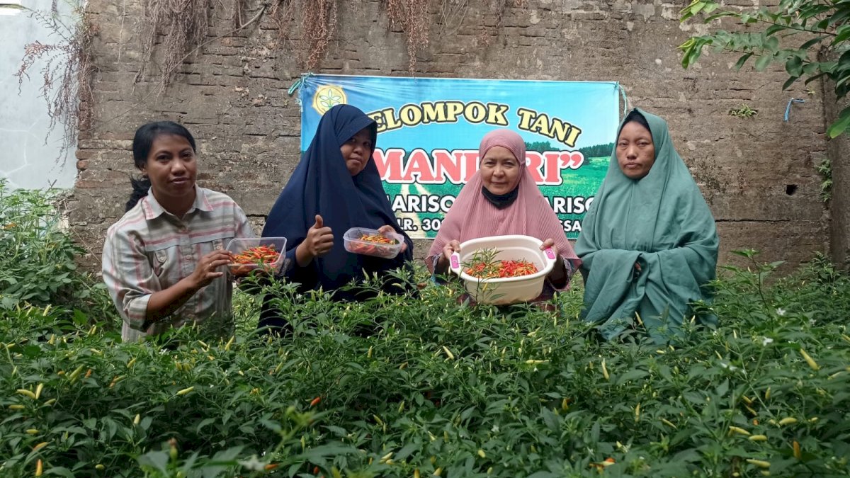 Warga Mariso Hasilkan Rp500 Ribu Per Bulan dari Tanam Cabai, Buah Kekompakan dan Program Lorong Wisata