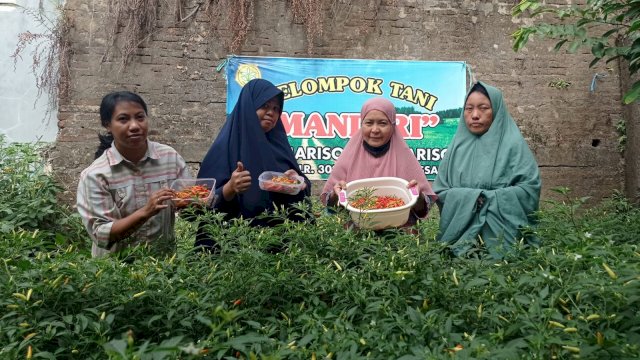 Warga Mariso tanam cabai dan hasilkan Rp500 ribu per bulan (Foto: Istimewa)