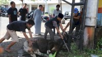Hari Raya Idul Adha, Bapenda Makassar Sembelih 4 Ekor Sapi